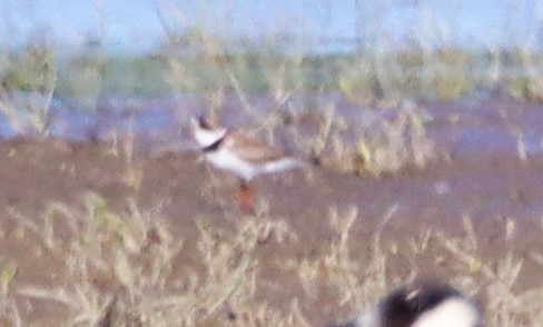 Semipalmated Plover - ML619615619