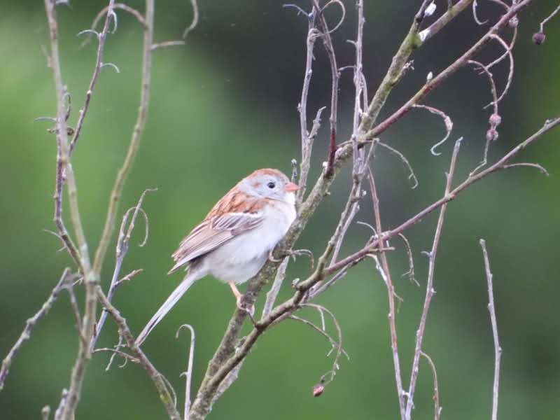 Field Sparrow - Alison Rhodes