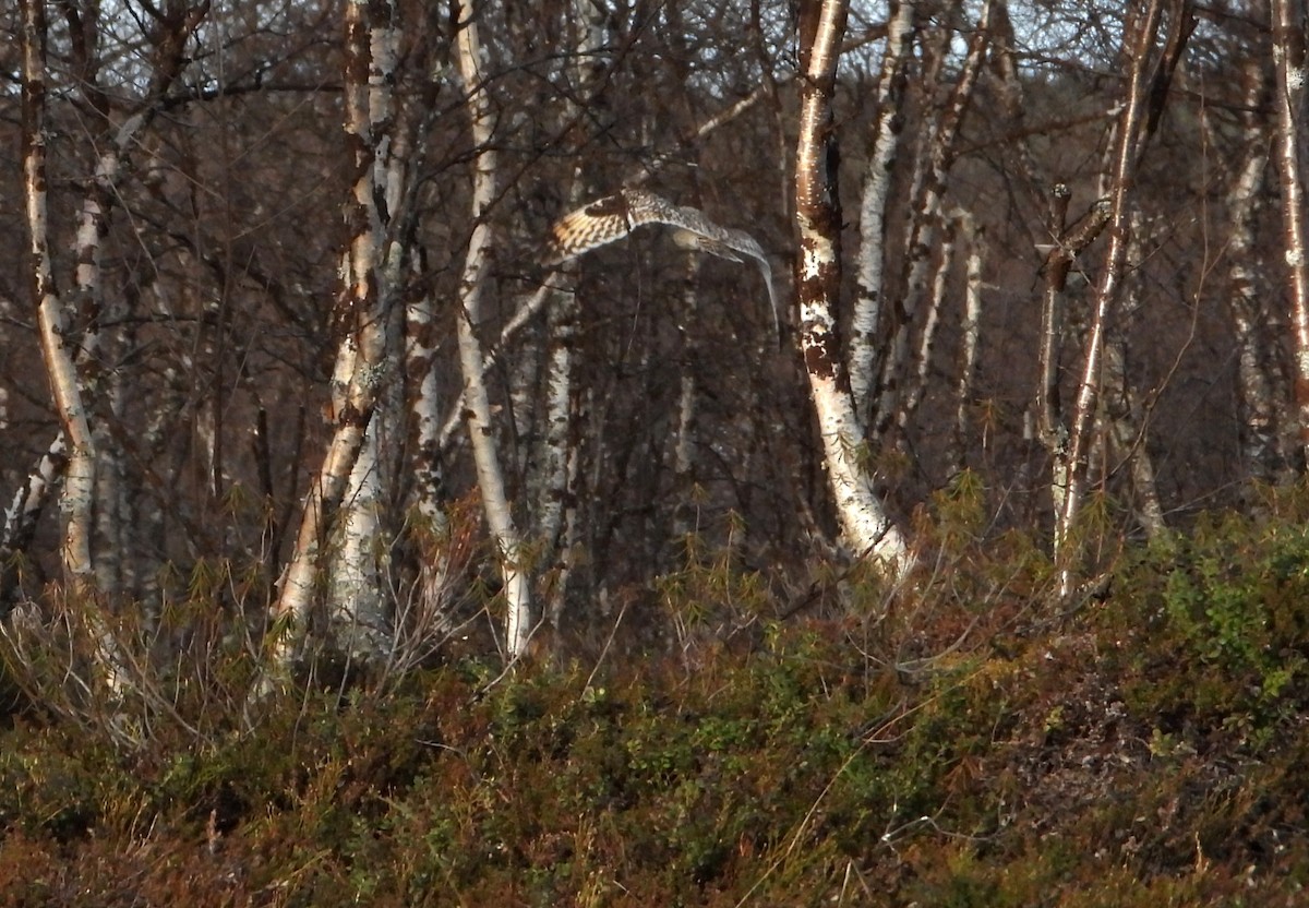 Short-eared Owl (Northern) - Jon Iratzagorria Garay