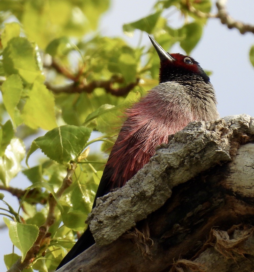 Lewis's Woodpecker - Richard A Rusnak