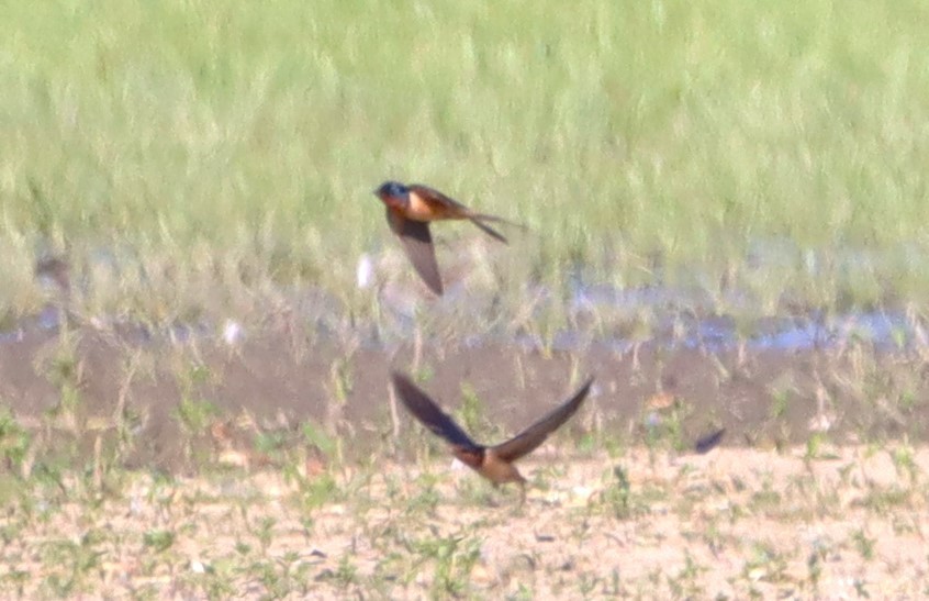 Barn Swallow - ML619615647