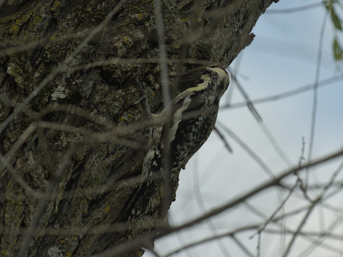 Yellow-bellied Sapsucker - Philip Steinhoff