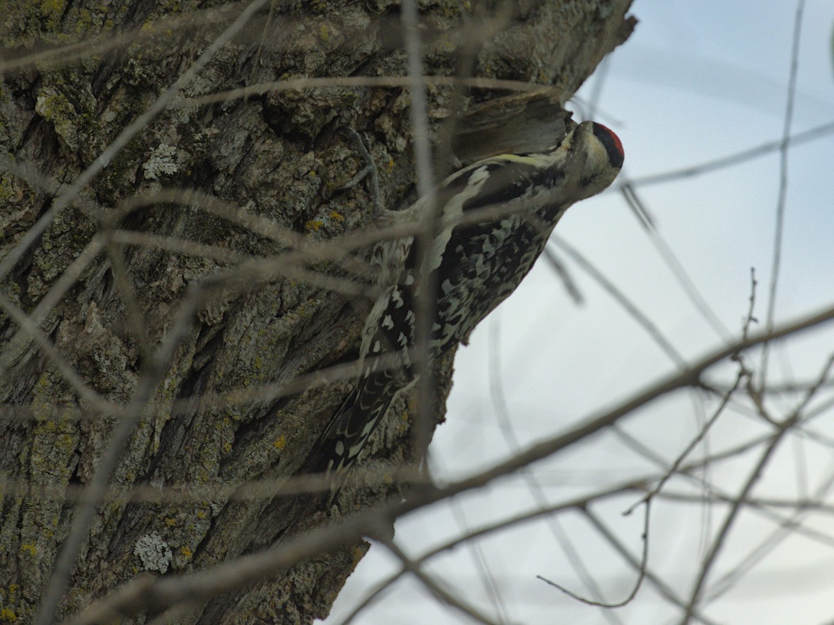 Yellow-bellied Sapsucker - Philip Steinhoff