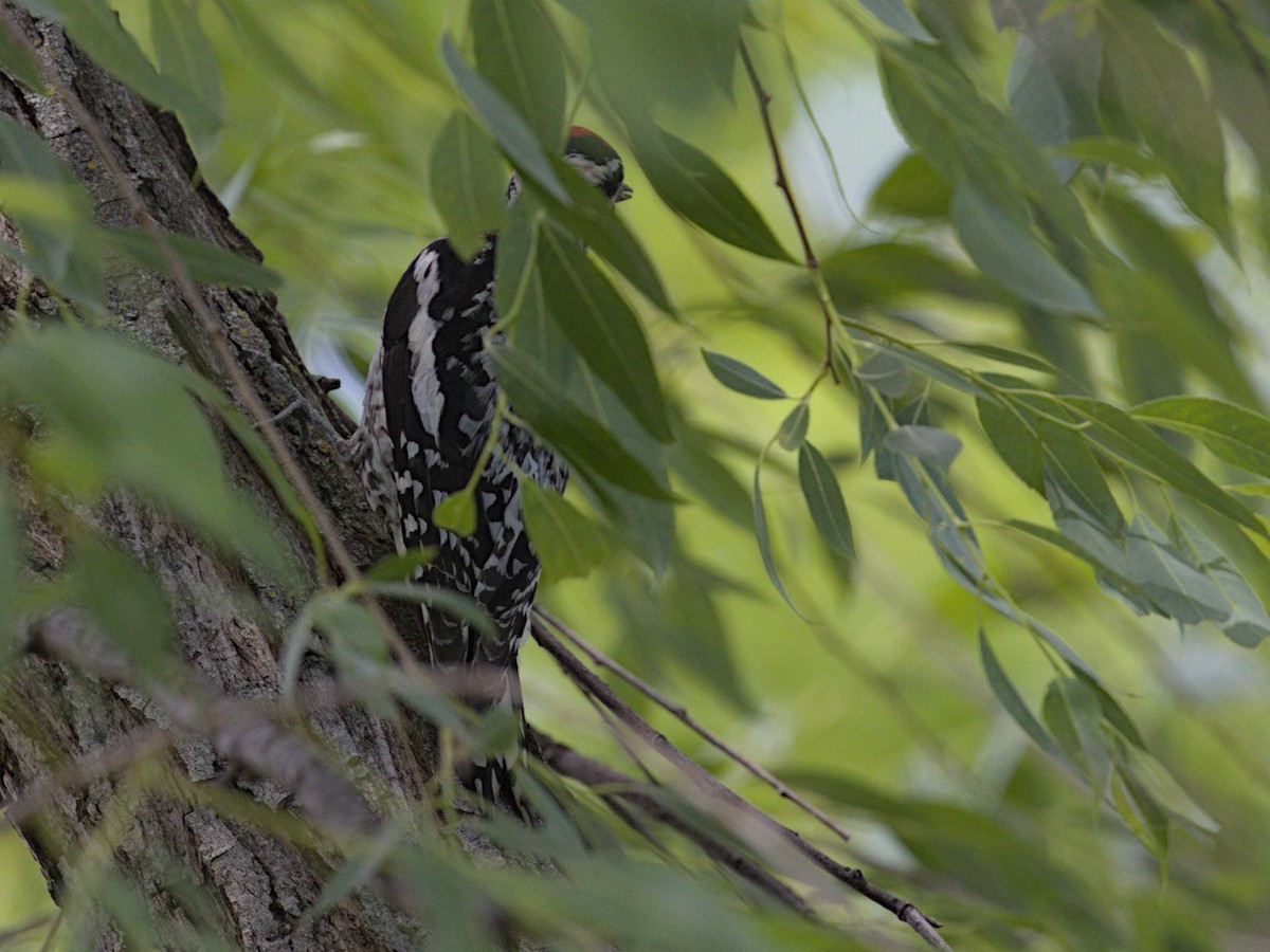 Yellow-bellied Sapsucker - Philip Steinhoff