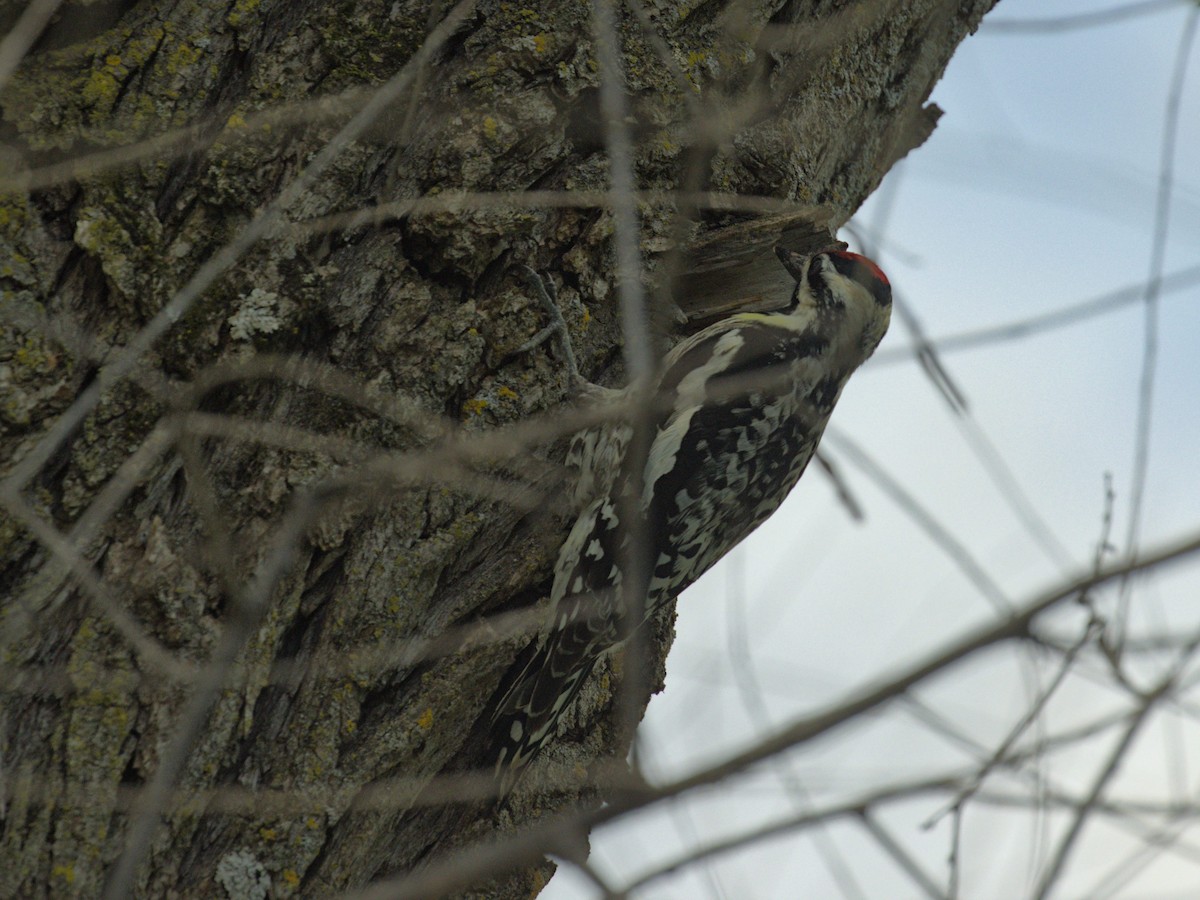 Yellow-bellied Sapsucker - Philip Steinhoff