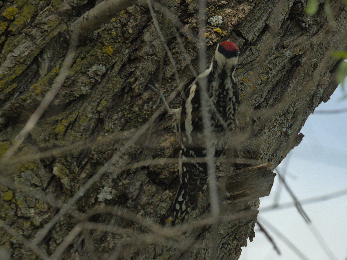 Yellow-bellied Sapsucker - Philip Steinhoff