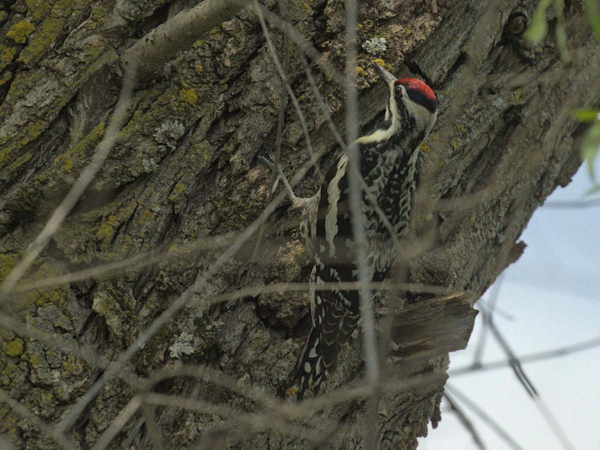 Yellow-bellied Sapsucker - Philip Steinhoff