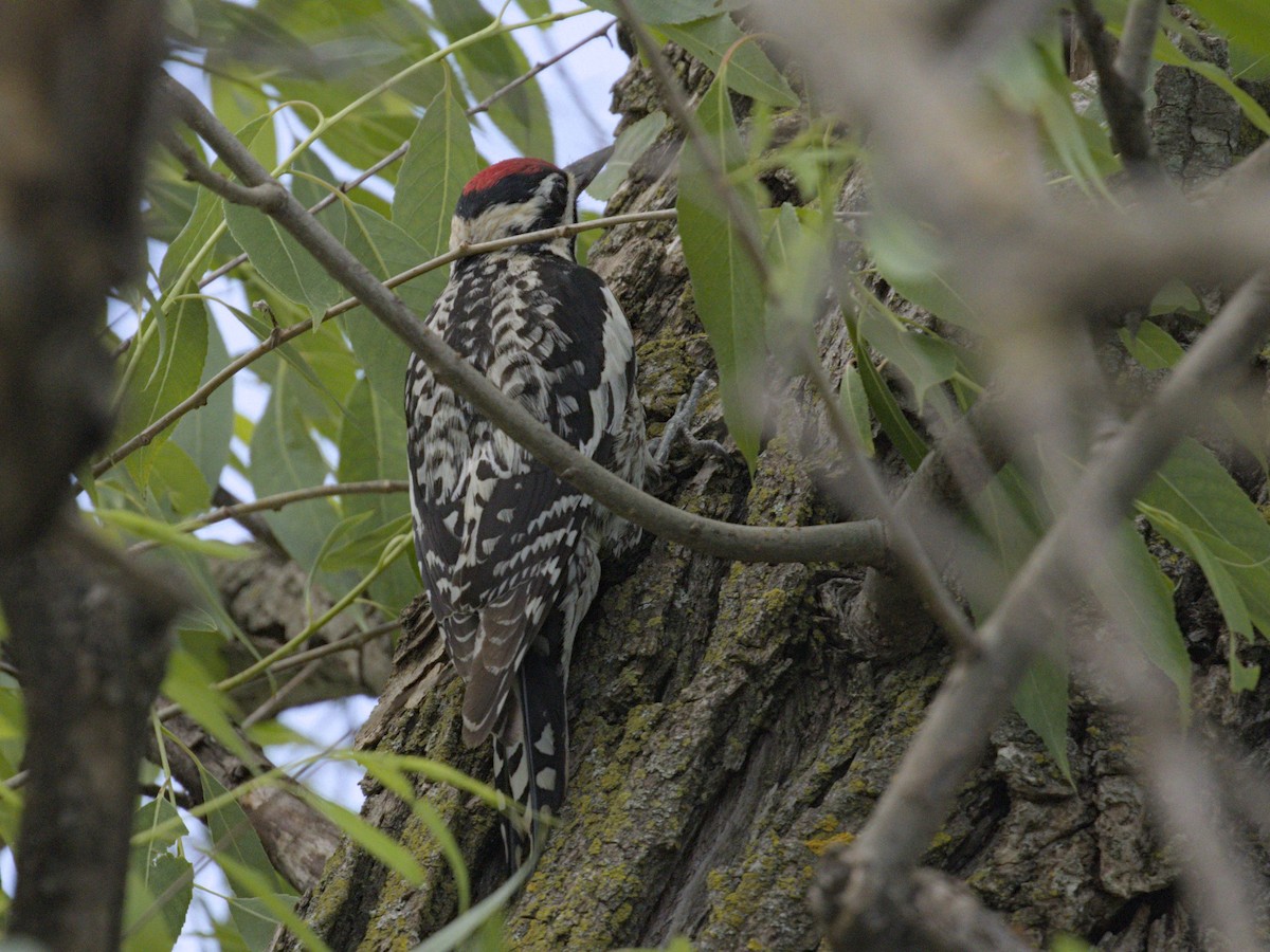 Yellow-bellied Sapsucker - Philip Steinhoff