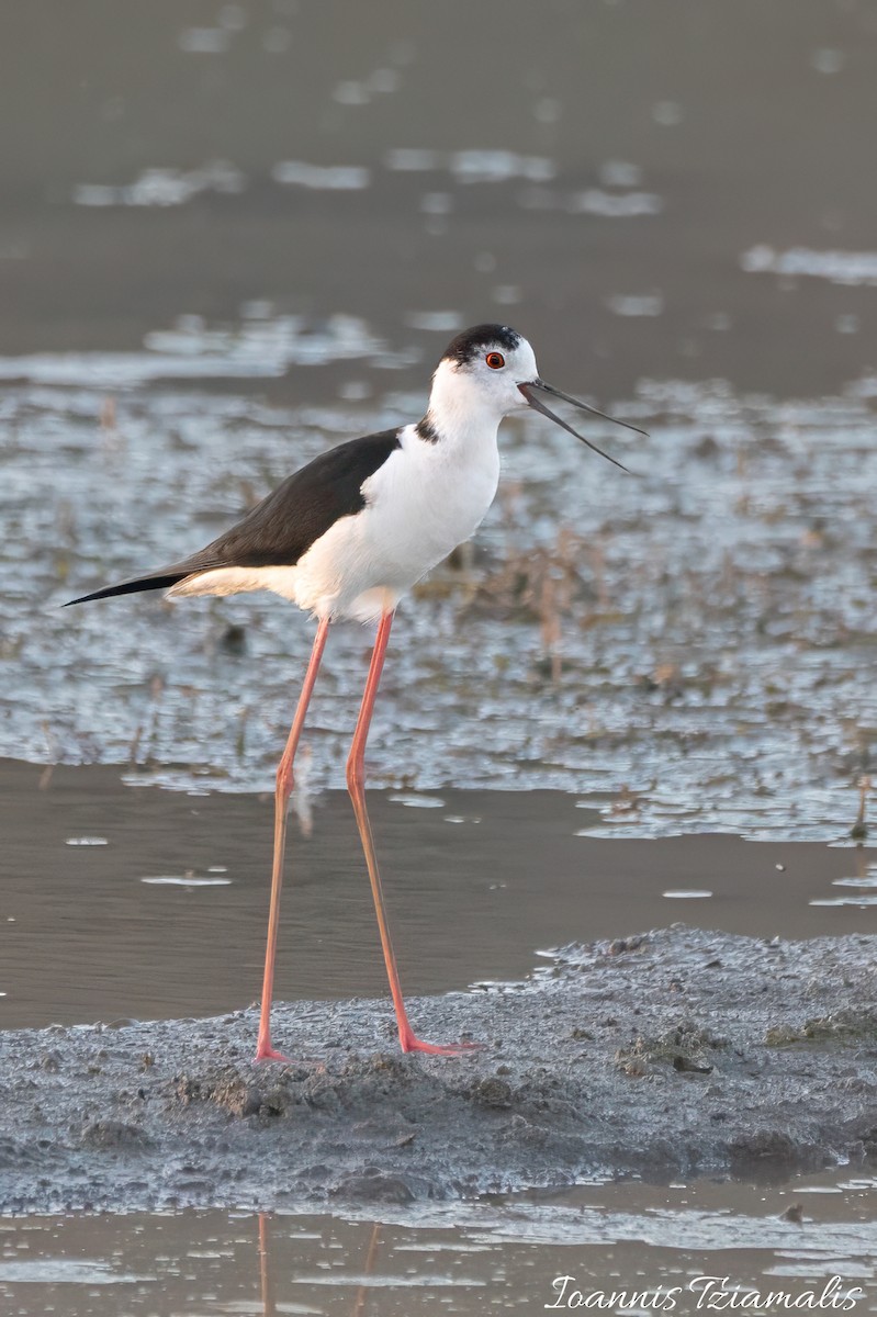 Black-winged Stilt - Ioannis Tziamalis