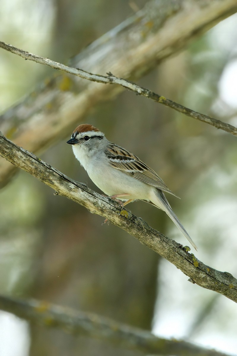 Chipping Sparrow - ML619615660