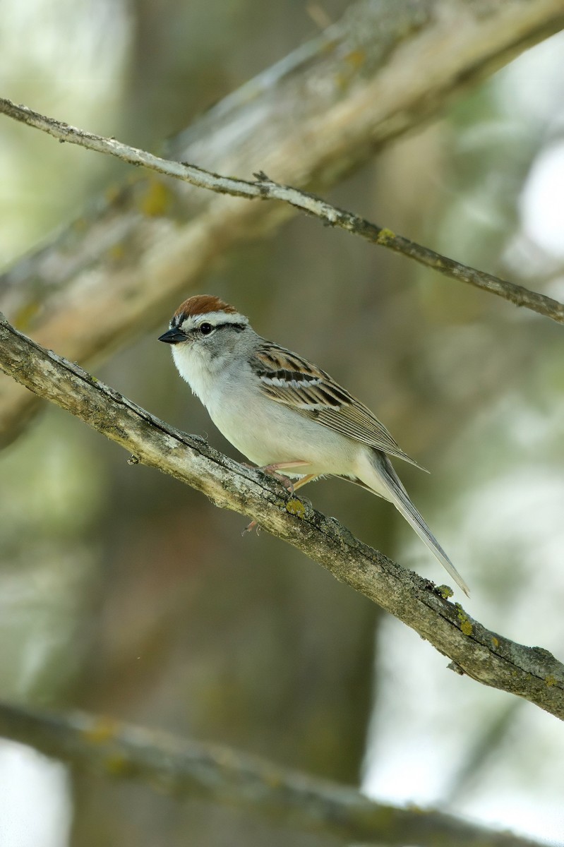 Chipping Sparrow - Brennan Roy