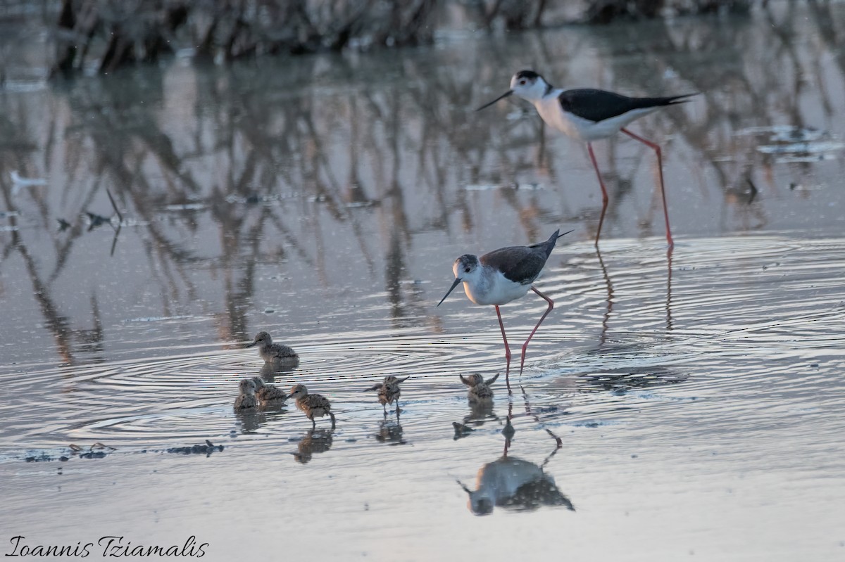 Black-winged Stilt - Ioannis Tziamalis