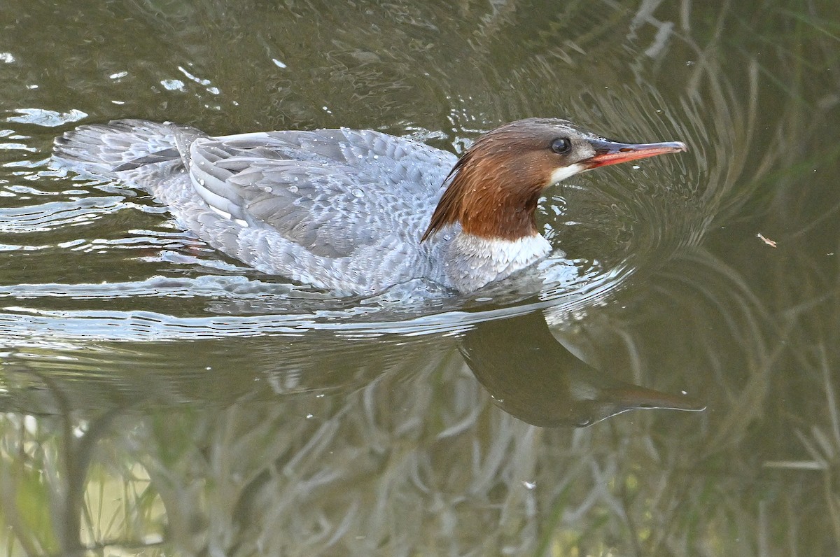 Common Merganser - Wayne Oakes