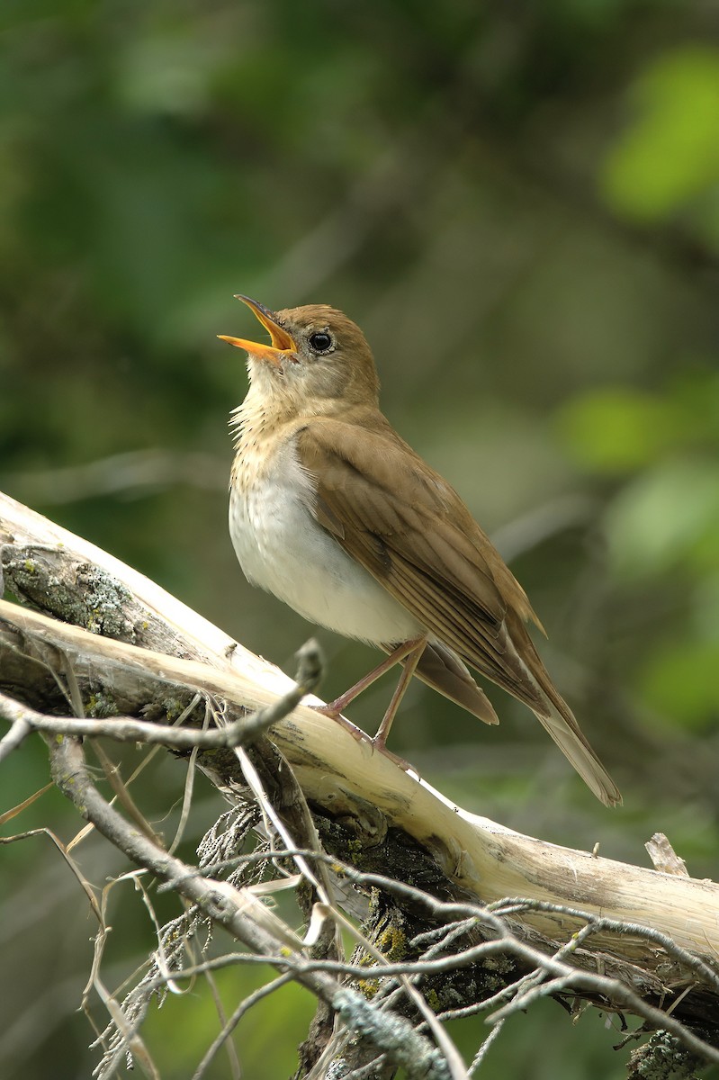 Veery - ML619615665