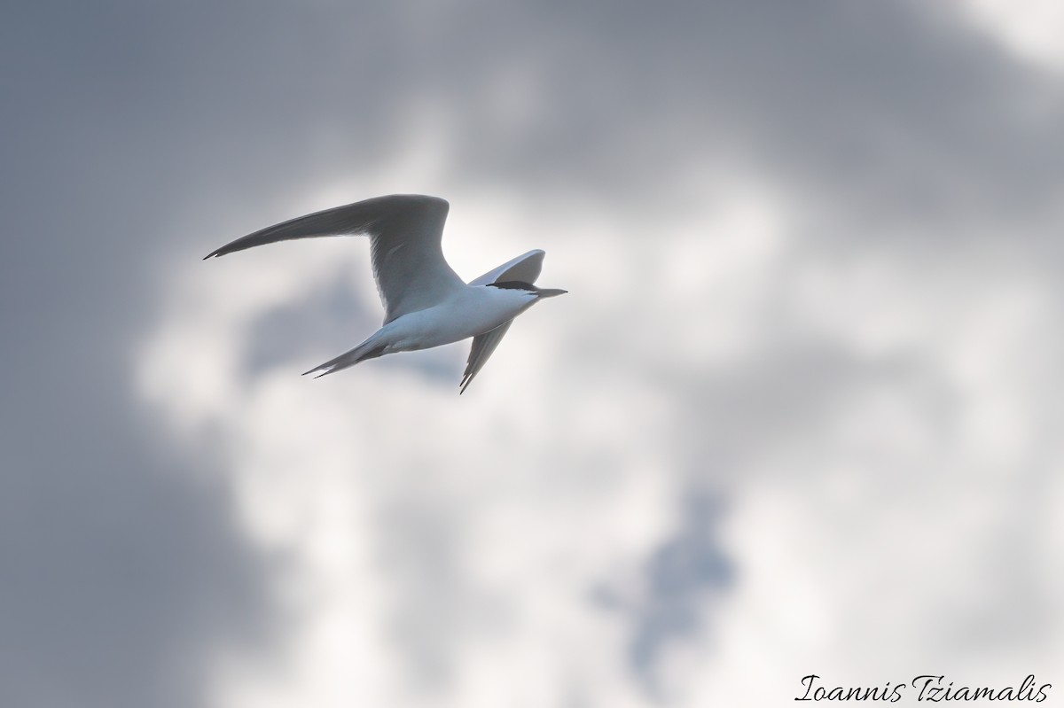 Gull-billed Tern - Ioannis Tziamalis