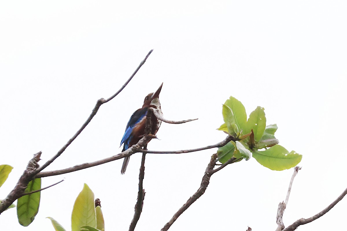 White-throated Kingfisher - ML619615668