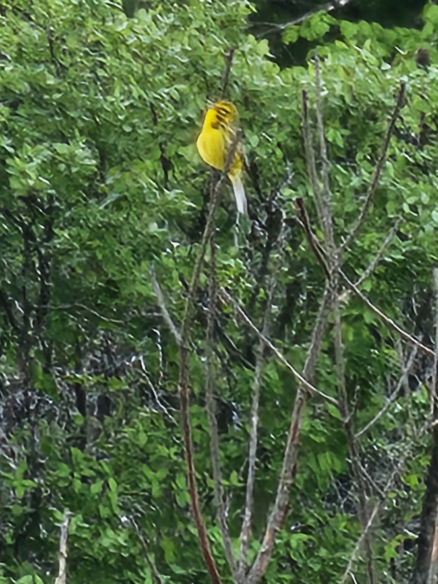 Prairie Warbler - Alison Rhodes