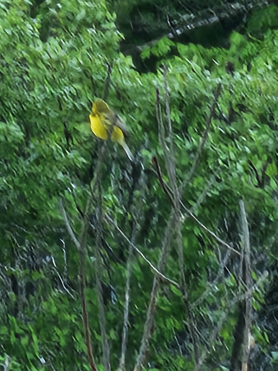 Prairie Warbler - Alison Rhodes