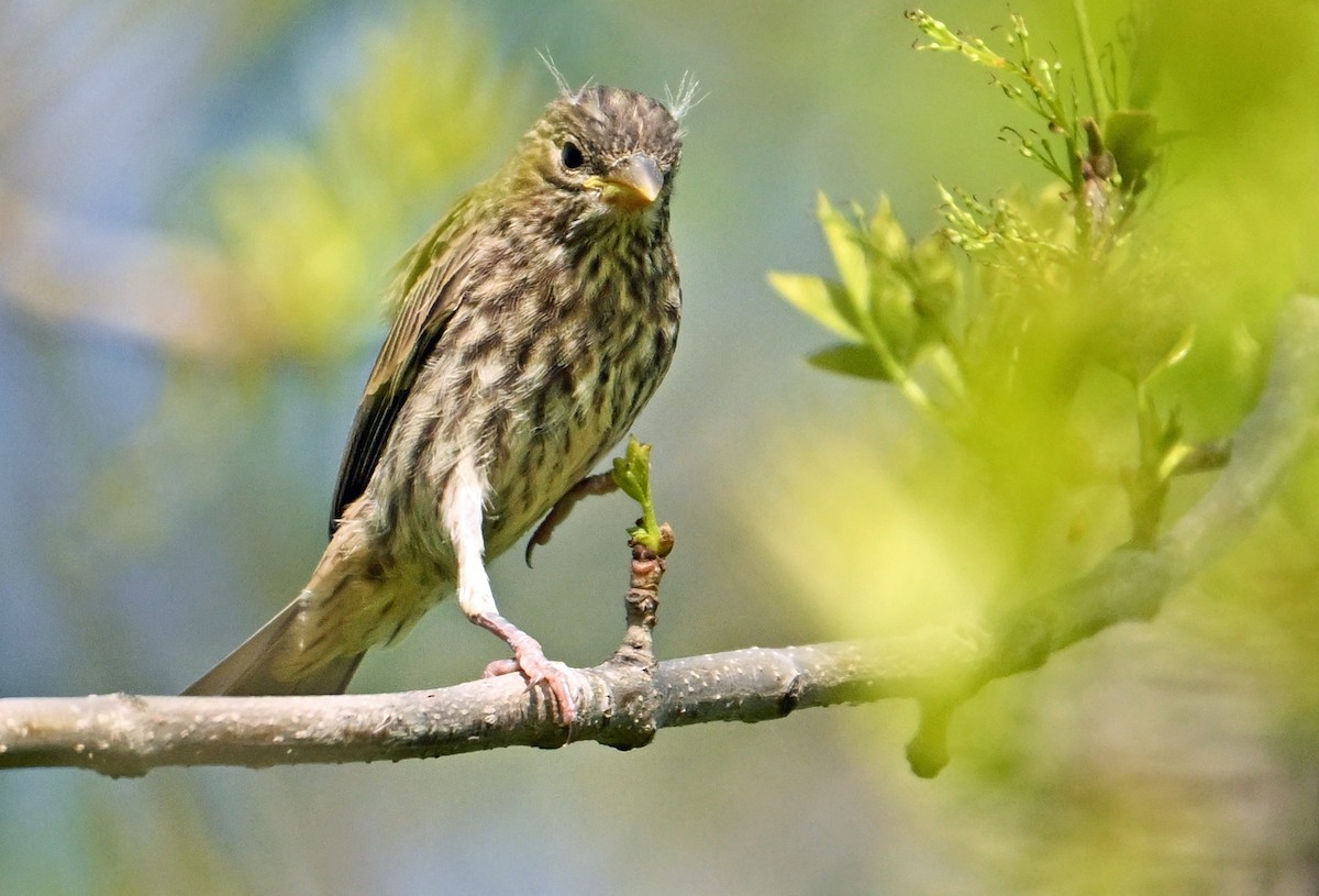 House Finch - Wayne Oakes