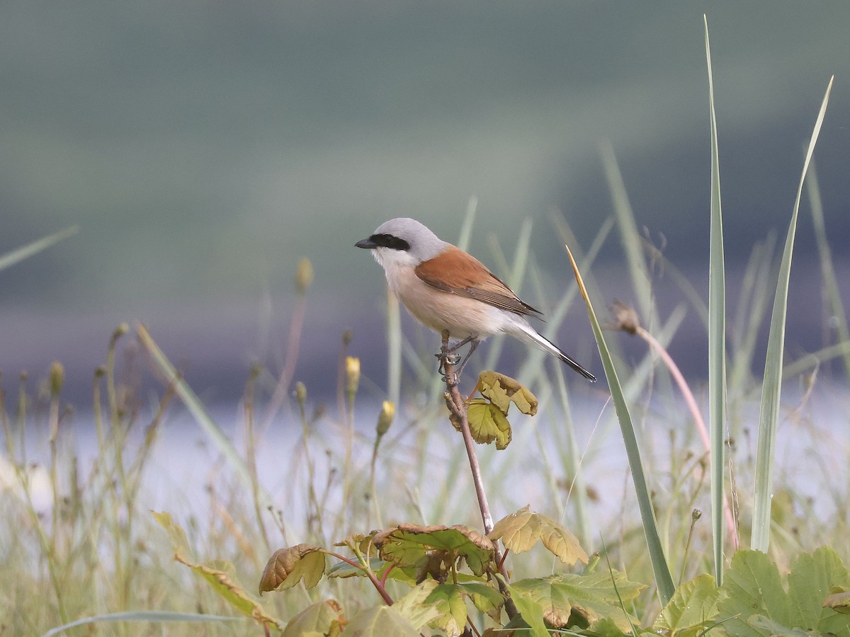 Red-backed Shrike - Stephen Chinnery