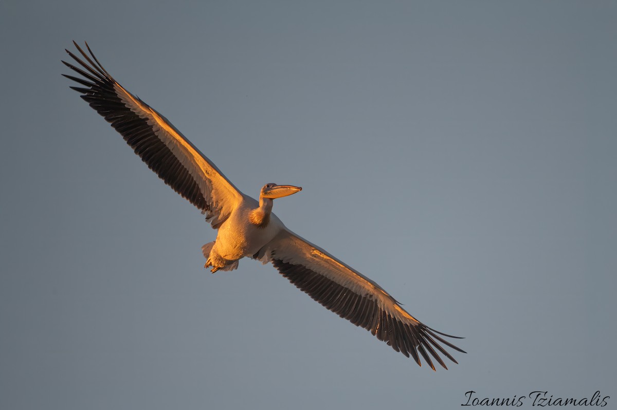 Great White Pelican - Ioannis Tziamalis