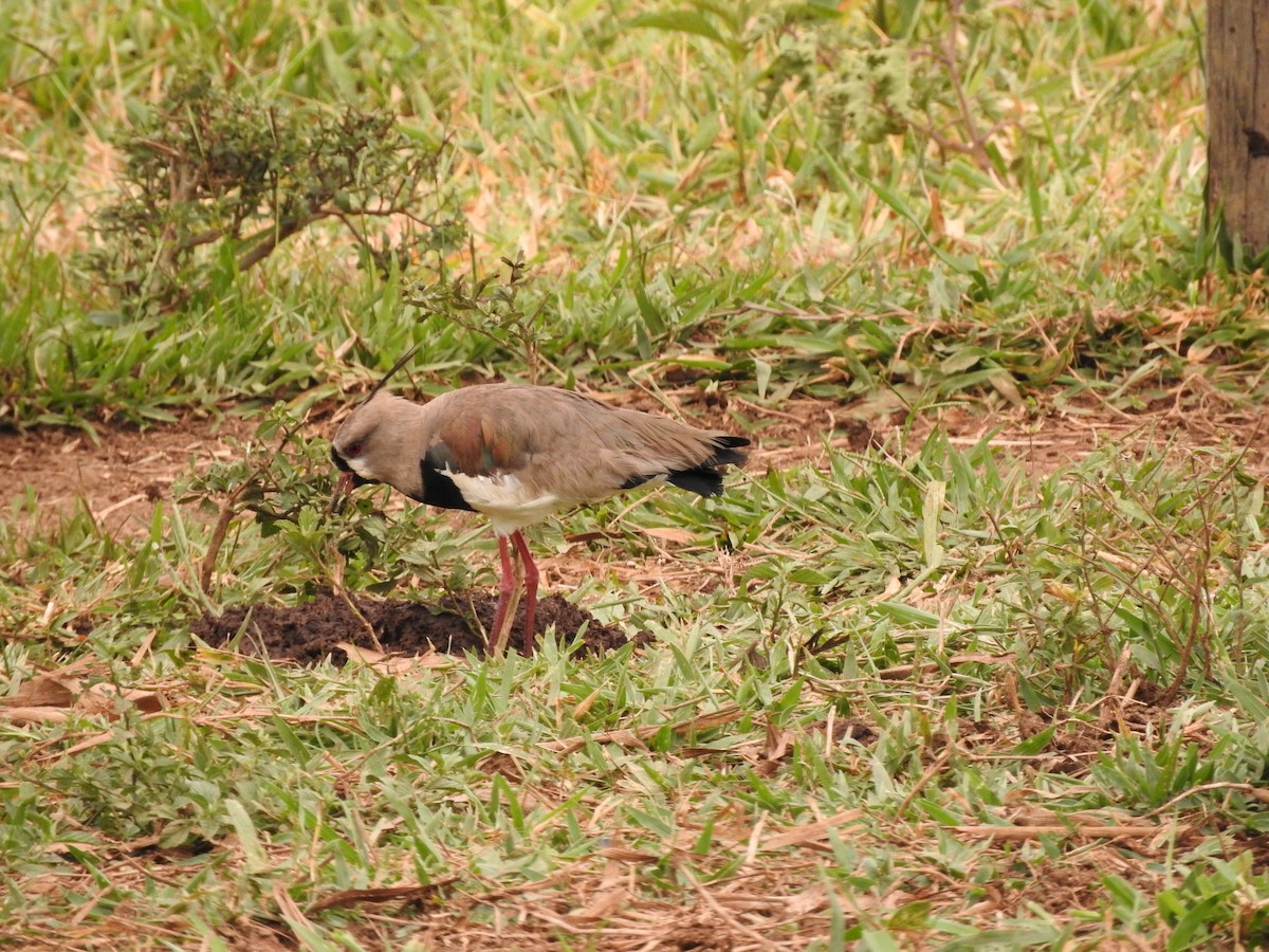 Southern Lapwing - ML619615685