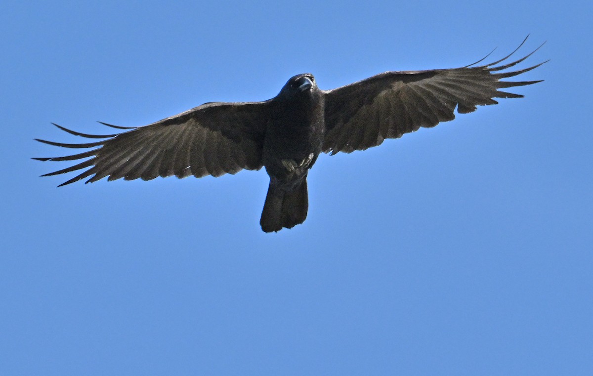 American Crow - Wayne Oakes