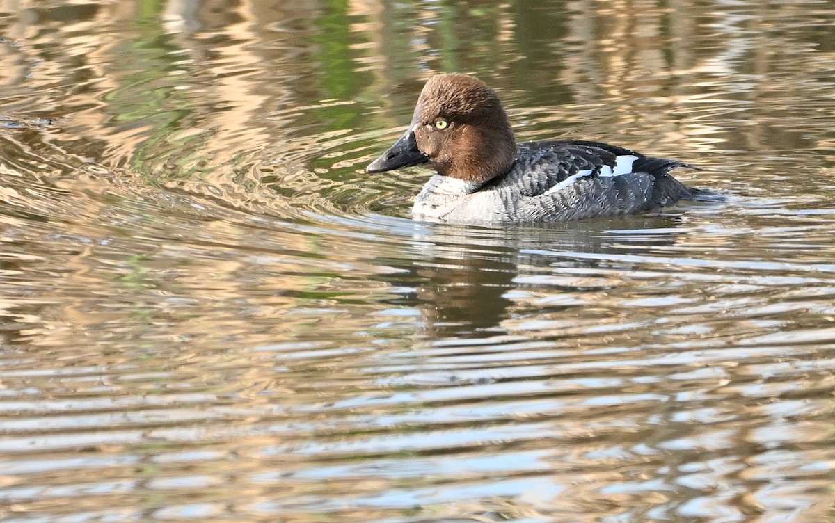 Common Goldeneye - Wayne Oakes