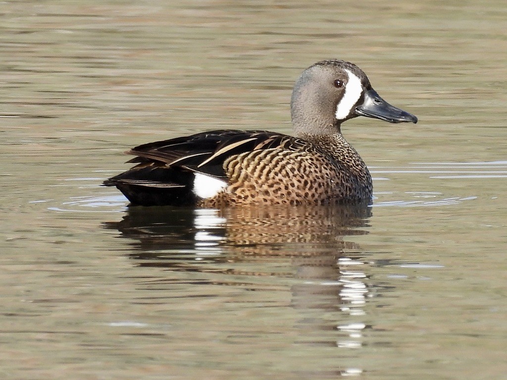 Blue-winged Teal - Richard A Rusnak