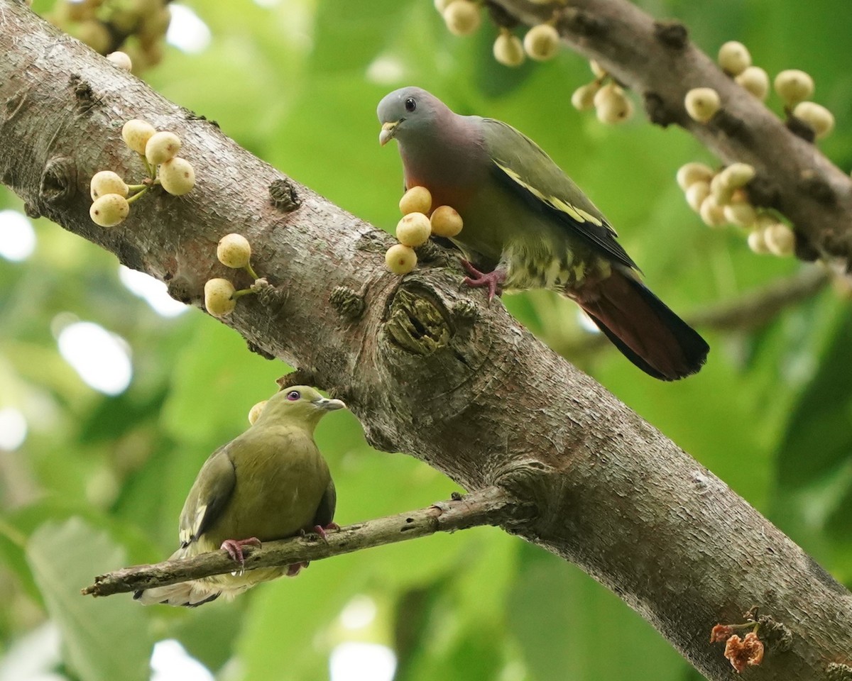 Pink-necked Green-Pigeon - Keng Keok Neo