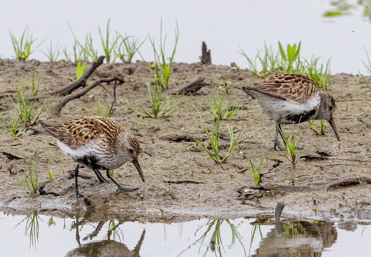 Dunlin - David Spencer