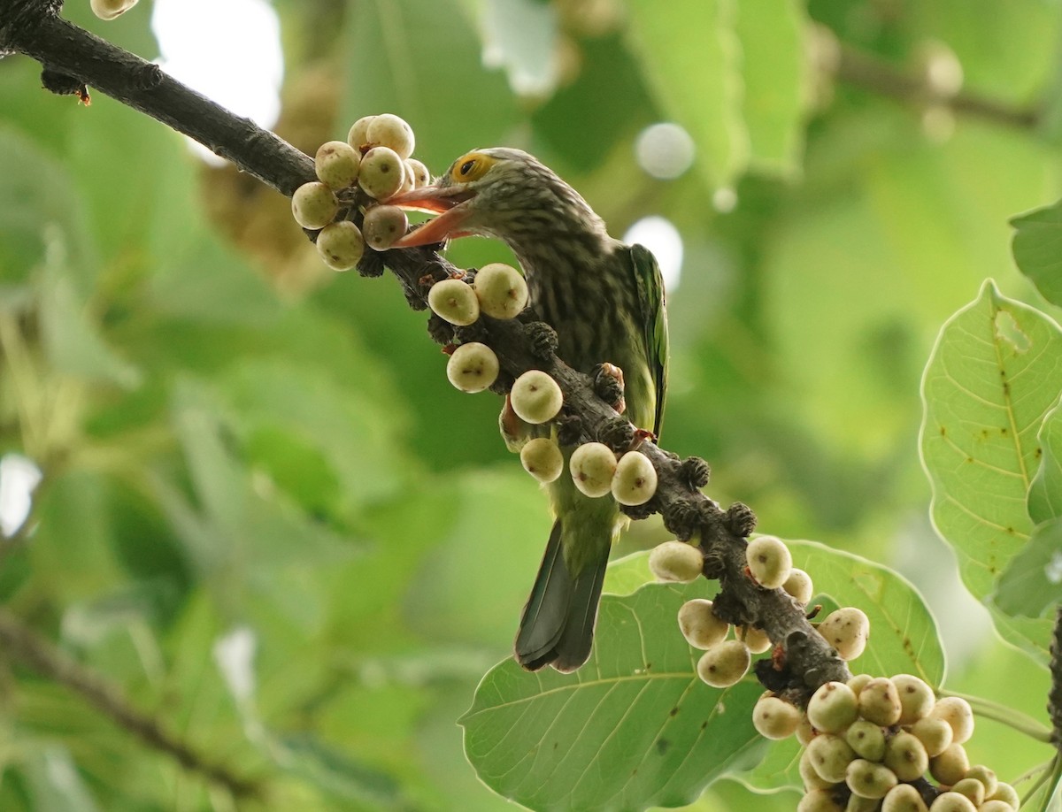 Lineated Barbet - Keng Keok Neo