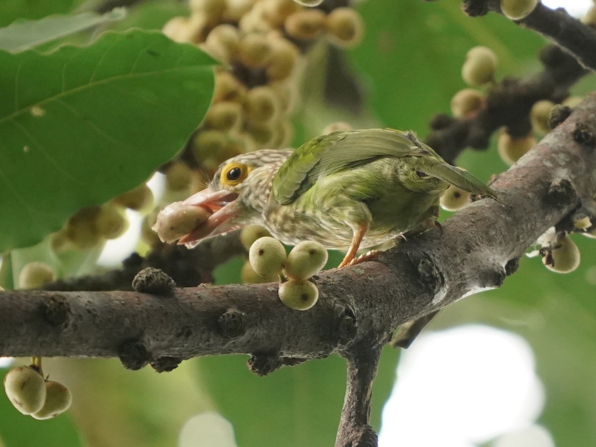 Lineated Barbet - Keng Keok Neo