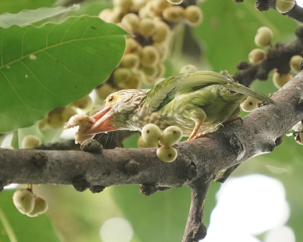 Lineated Barbet - Keng Keok Neo