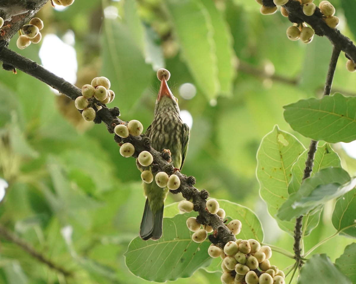 Streifenbartvogel - ML619615736