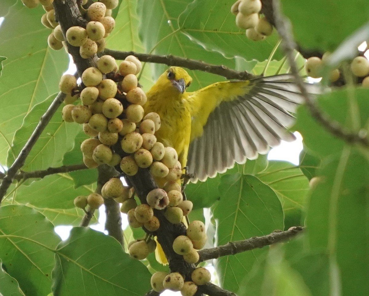 Black-naped Oriole - Keng Keok Neo