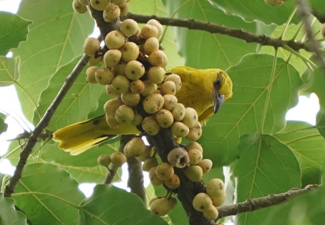 Black-naped Oriole - Keng Keok Neo