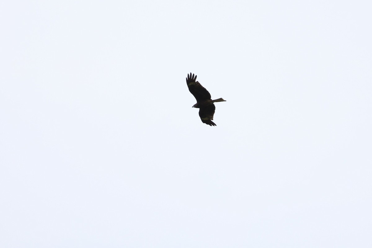 Black Kite (Black-eared) - ML619615749