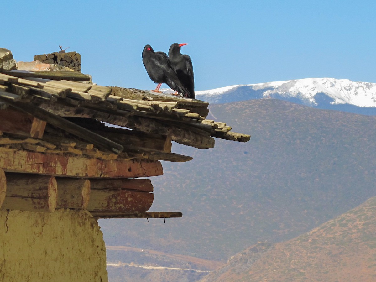 Red-billed Chough - ML619615765