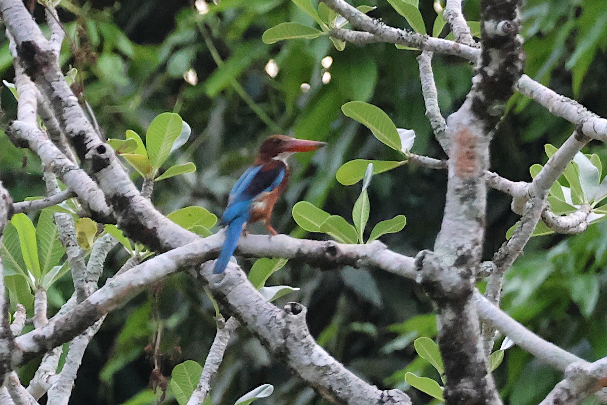 White-throated Kingfisher - Jeremy Lindsell