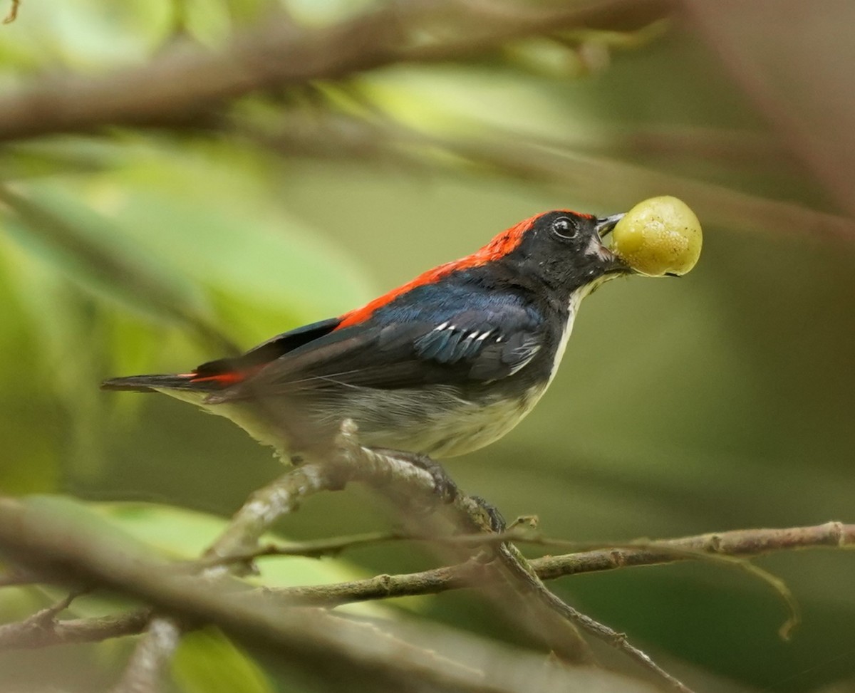 Scarlet-backed Flowerpecker - Keng Keok Neo