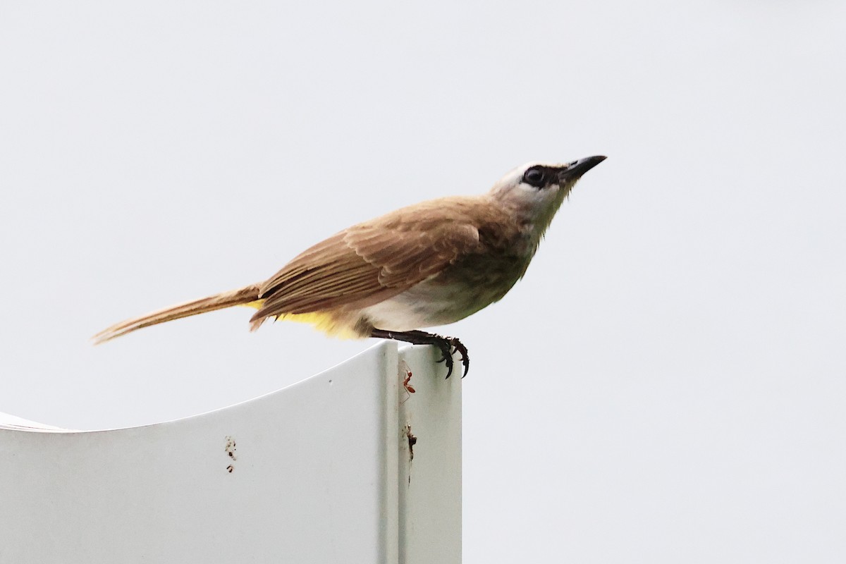 Yellow-vented Bulbul - ML619615785