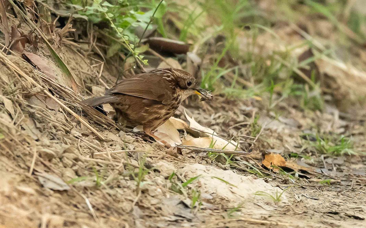 Puff-throated Babbler - Jean-Louis  Carlo