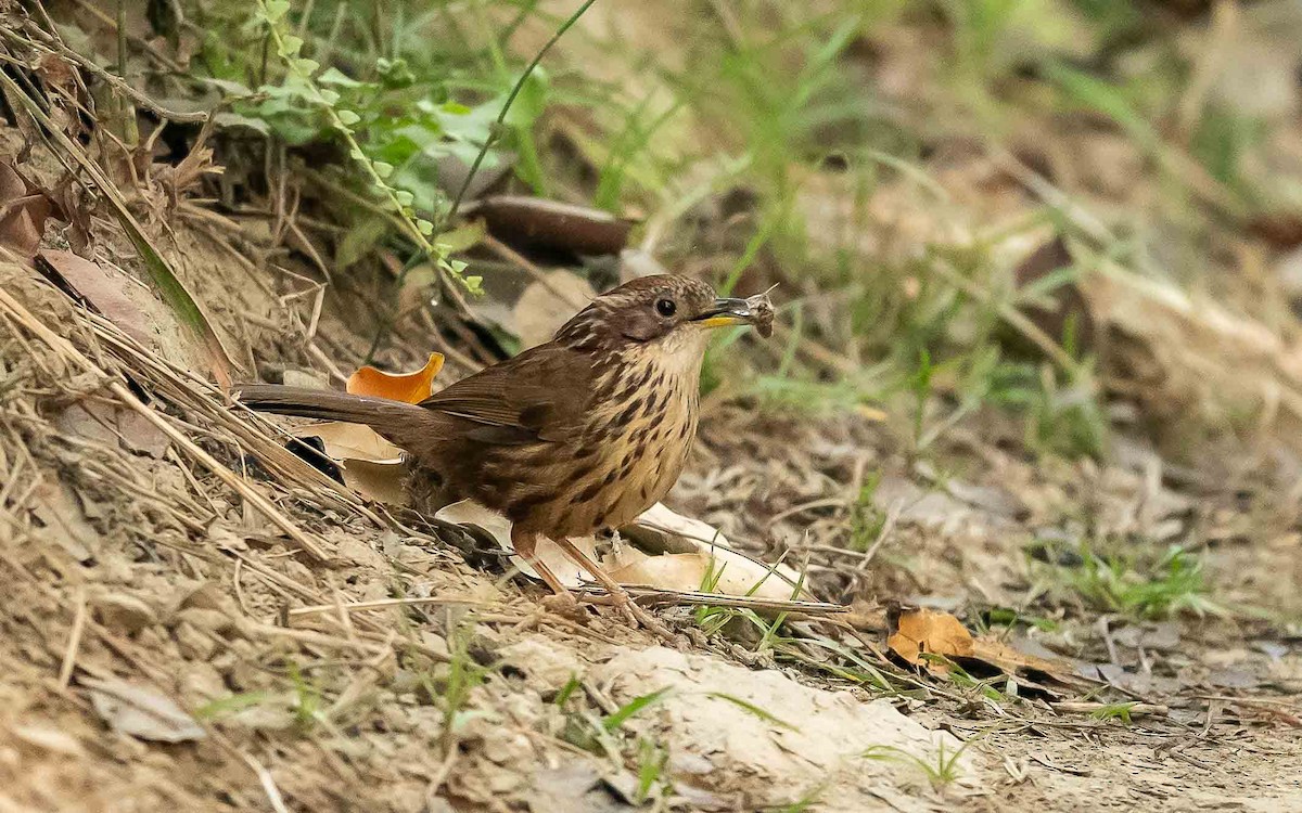 Puff-throated Babbler - Jean-Louis  Carlo