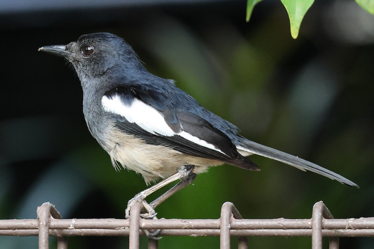 Oriental Magpie-Robin - Jeremy Lindsell