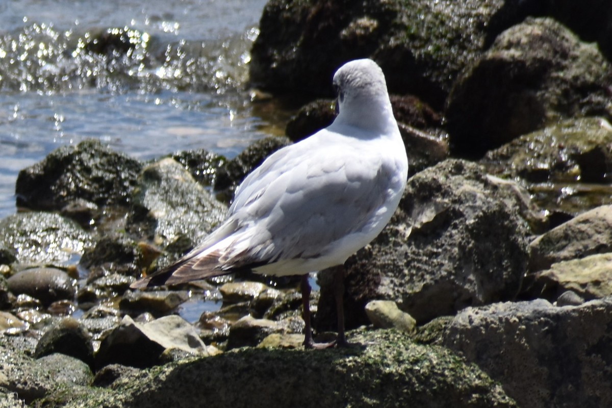 Mediterranean Gull - Bill Hubbard