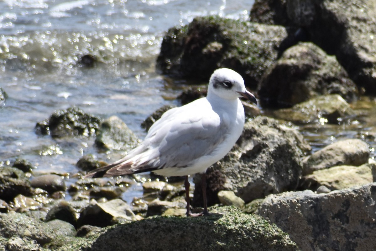 Mediterranean Gull - Bill Hubbard