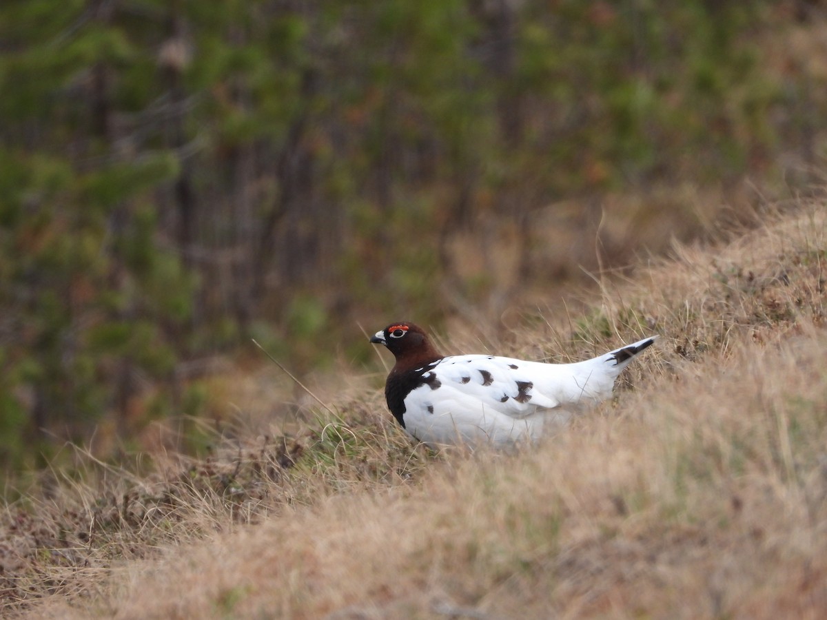 Willow Ptarmigan - Jon Iratzagorria Garay