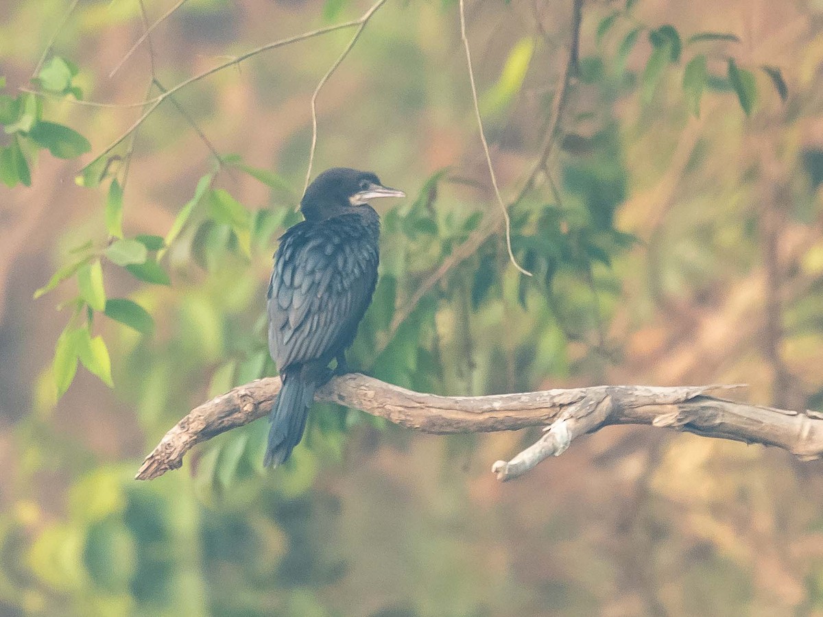 Little Cormorant - Jean-Louis  Carlo