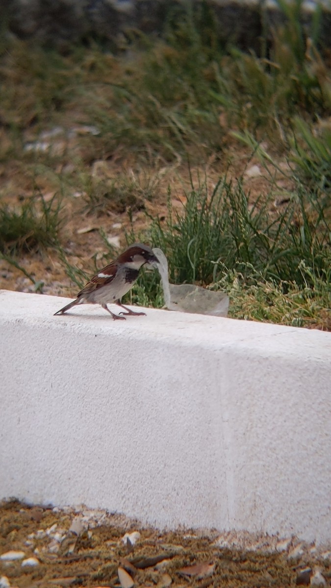 House Sparrow - ML619615803